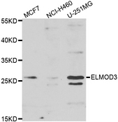 ELMOD3 Antibody - Western blot of extracts of various cell lines, using ELMOD3 antibody.