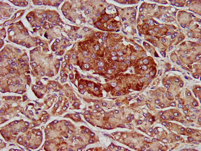 ELMOD3 Antibody - Immunohistochemistry image at a dilution of 1:500 and staining in paraffin-embedded human pancreatic tissue performed on a Leica BondTM system. After dewaxing and hydration, antigen retrieval was mediated by high pressure in a citrate buffer (pH 6.0) . Section was blocked with 10% normal goat serum 30min at RT. Then primary antibody (1% BSA) was incubated at 4 °C overnight. The primary is detected by a biotinylated secondary antibody and visualized using an HRP conjugated SP system.