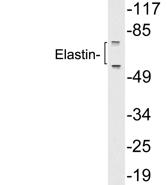 ELN / Elastin Antibody - Western blot analysis of lysates from A549 cells, using Elastin antibody.