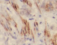 ELN / Elastin Antibody - Immunohistochemistry of paraffin-embedded mouse lung tissue slide using ELN antibody at dilution of 1:100