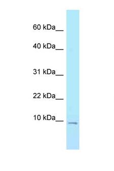 ELOF1 Antibody - ELOF1 antibody Western blot of Fetal Brain lysate. Antibody concentration 1 ug/ml.  This image was taken for the unconjugated form of this product. Other forms have not been tested.