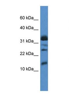 ELOF1 Antibody - ELOF1 antibody Western blot of Fetal Liver lysate. Antibody concentration 1 ug/ml.  This image was taken for the unconjugated form of this product. Other forms have not been tested.
