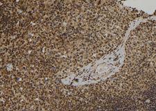ELOF1 Antibody - 1:100 staining mouse spleen tissue by IHC-P. The sample was formaldehyde fixed and a heat mediated antigen retrieval step in citrate buffer was performed. The sample was then blocked and incubated with the antibody for 1.5 hours at 22°C. An HRP conjugated goat anti-rabbit antibody was used as the secondary.