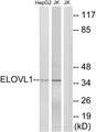 ELOVL1 Antibody - Western blot analysis of lysates from Jurkat and HepG2 cells, using ELOVL1 Antibody. The lane on the right is blocked with the synthesized peptide.