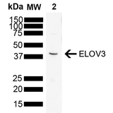 ELOVL3 Antibody - A 1:1000 dilution of the antibody was sufficient for detection of ELOVL3 in 10 µg of Rat brain by ECL immunoblot analysis using Goat Anti-Mouse IgG:HRP as the secondary antibody.