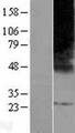 ELOVL3 Protein - Western validation with an anti-DDK antibody * L: Control HEK293 lysate R: Over-expression lysate