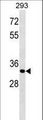 ELOVL4 Antibody - ELOVL4 Antibody western blot of 293 cell line lysates (35 ug/lane). The ELOVL4 antibody detected the ELOVL4 protein (arrow).