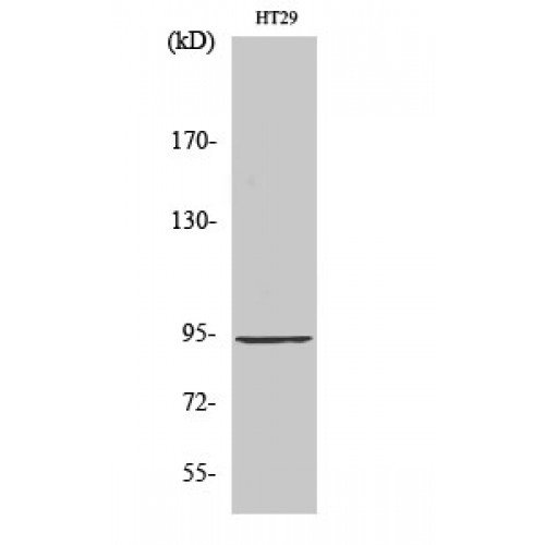 ELP2 / STATIP1 Antibody - Western blot of StIp1 antibody