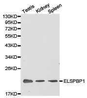 ELSPBP1 / HE12 Antibody - Western blot of extracts of various cell lines, using ELSPBP1 antibody.