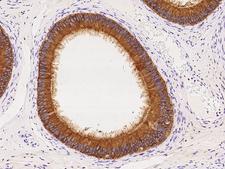 ELSPBP1 / HE12 Antibody - Immunochemical staining of human ELSPBP1 in human epididymis with rabbit polyclonal antibody at 1:100 dilution, formalin-fixed paraffin embedded sections.