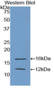 EMA / MUC1 Antibody - Western blot of recombinant EMA / MUC1.