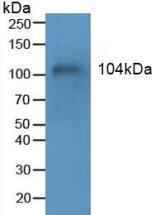 EMA / MUC1 Antibody - Western Blot; Sample: Human Blood Cells.