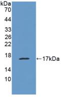 EMA / MUC1 Antibody - Western Blot; Sample: Recombinant MUC1, Human.