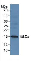 EMA / MUC1 Antibody - Western Blot; Sample: Mouse Pancreas Tissue.
