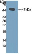 EMA / MUC1 Antibody - Western Blot; Sample: Recombinant MUC1, Human.