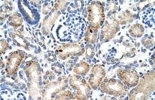 EMA / MUC1 Antibody - Immunohistochemistry-Paraffin: MUC1 Antibody - Human kidney lysate tissue at an antibody concentration of 4-8ug/ml.