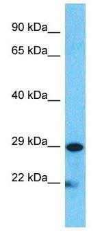 EMA / MUC1 Antibody - Western Blot: MUC1 Antibody - HepG2 Whole cell lysates.