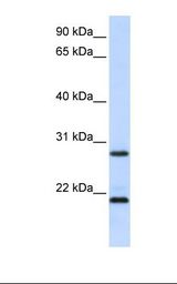 EMA / MUC1 Antibody - 293T cell lysate. Antibody concentration: 1.0 ug/ml. Gel concentration: 12%.  This image was taken for the unconjugated form of this product. Other forms have not been tested.