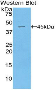 EMA / MUC1 Antibody - Western blot of EMA / MUC1 antibody.