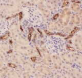 EMA / MUC1 Antibody - MUC1 antibody IHC-paraffin: Rat Kidney Tissue.