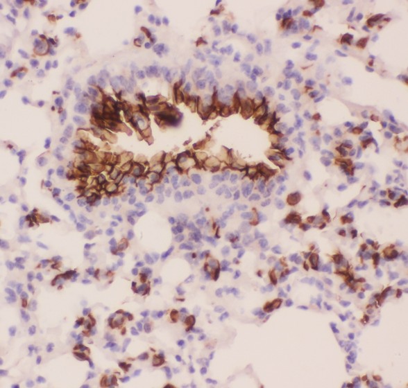 EMA / MUC1 Antibody - MUC1 antibody IHC-paraffin: Mouse Lung Tissue.