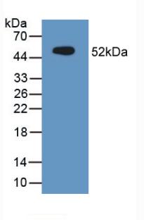 EMA / MUC1 Antibody - Western Blot; Sample: Recombinant MUC1, Mouse.