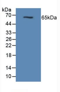 EMA / MUC1 Antibody - Western Blot; Sample: Mouse Pancreas Tissue.