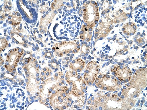EMA / MUC1 Antibody - MUC1 / Episialin antibody ARP41445_P050-NP_001037855-MUC1(mucin 1, cell surface associated) Antibody was used in IHC to stain formalin-fixed, paraffin-embedded human kidney.  This image was taken for the unconjugated form of this product. Other forms have not been tested.