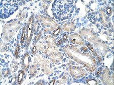 EMA / MUC1 Antibody - MUC1 / Episialin antibody ARP41446_T100-NP_001037855-MUC1(mucin 1, cell surface associated) Antibody was used in IHC to stain formalin-fixed, paraffin-embedded human kidney.  This image was taken for the unconjugated form of this product. Other forms have not been tested.
