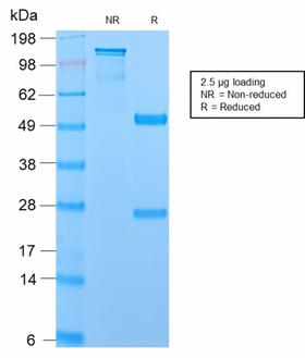 EMA / MUC1 Antibody - SDS-PAGE Analysis Purified MUC1 Recombinant Rabbit Monoclonal Antibody (MUC1/2729R). Confirmation of Purity and Integrity of Antibody.