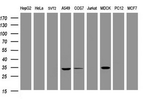 EMA / MUC1 Antibody - Western blot of extracts (35 ug) from 9 different cell lines by using anti-MUC1 monoclonal antibody (HepG2: human; HeLa: human; SVT2: mouse; A549: human; COS7: monkey; Jurkat: human; MDCK: canine; PC12: rat; MCF7: human).