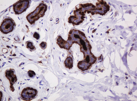 EMA / MUC1 Antibody - IHC of paraffin-embedded Human breast tissue using anti-MUC1 mouse monoclonal antibody.