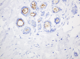EMA / MUC1 Antibody - IHC of paraffin-embedded Human breast tissue using anti-MUC1 mouse monoclonal antibody.