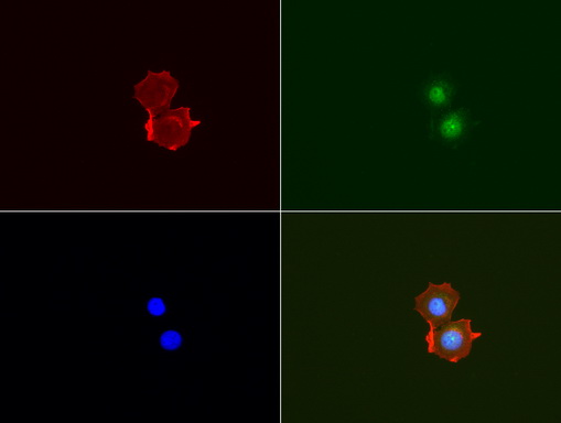 EMA / MUC1 Antibody - Immunofluorescent staining of MCF-7 cells using anti-MUC1/EMA mouse monoclonal antibody  green, 1:100). Actin filaments were labeled with Alexa Fluor® 594 Phalloidin. (red), and nuclear with DAPI. (blue).