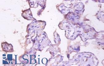 EMA / MUC1 Antibody - Immunohistochemistry of paraffin-embedded human placenta using EMA / MUC1 antibody at dilution of 1:100.  This image was taken for the unconjugated form of this product. Other forms have not been tested.