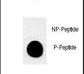 EMA / MUC1 Antibody - Dot blot of anti-Phospho-MUC1-pT1224 Phospho-specific antibody on nitrocellulose membrane. 50ng of Phospho-peptide or Non Phospho-peptide per dot were adsorbed. Antibody working concentrations are 0.5ug per ml.