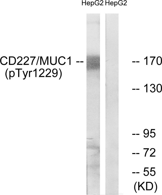 EMA / MUC1 Antibody - Western blot analysis of lysates from HepG2 cells treated with PMA 125ng/ml 30', using CD227/MUC1 (Phospho-Tyr1229) Antibody. The lane on the right is blocked with the phospho peptide.