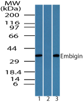 EMB/ Embigin Antibody - Western blot of Embigin in MCF7 cell lysate in the 1) absence and 2) presence of immunizing peptide and 3) Raw cell lysate using Polyclonal Antibody to Embigin at 0.25 ug/ml.