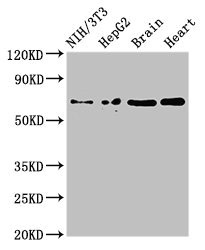 EMB/ Embigin Antibody - Western Blot Positive WB detected in:NIH/3T3 whole cell lysate,HepG2 whole cell lysate,Mouse brain tissue,Rat heart tissue All Lanes:EMB antibody at 3µg/ml Secondary Goat polyclonal to rabbit IgG at 1/50000 dilution Predicted band size: 37,32 KDa Observed band size: 70 KDa