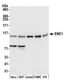 EMC1 Antibody - Detection of human and mouse EMC1 by western blot. Samples: Whole cell lysate (50 µg) from HeLa, HEK293T, Jurkat, mouse TCMK-1, and mouse NIH 3T3 cells prepared using NETN lysis buffer. Antibody: Affinity purified rabbit anti-EMC1 antibody used for WB at 1:1000. Detection: Chemiluminescence with an exposure time of 30 seconds.