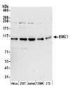EMC1 Antibody - Detection of human and mouse EMC1 by western blot. Samples: Whole cell lysate (15 µg) from HeLa, HEK293T, Jurkat, mouse TCMK-1, and mouse NIH 3T3 cells prepared using NETN lysis buffer. Antibody: Affinity purified rabbit anti-EMC1 antibody used for WB at 1:1000. Detection: Chemiluminescence with an exposure time of 3 minutes.