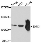 EMC1 Antibody - Western blot analysis of extracts of various cell lines, using EMC1 antibody at 1:1000 dilution. The secondary antibody used was an HRP Goat Anti-Rabbit IgG (H+L) at 1:10000 dilution. Lysates were loaded 25ug per lane and 3% nonfat dry milk in TBST was used for blocking. An ECL Kit was used for detection and the exposure time was 90s.