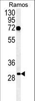 EMC10 Antibody - Western blot of C19orf63 Antibody in Ramos cell line lysates (35 ug/lane). C19orf63 (arrow) was detected using the purified antibody.