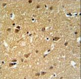 EMC10 Antibody - C19orf63 Antibody IHC of formalin-fixed and paraffin-embedded human brain tissue followed by peroxidase-conjugated secondary antibody and DAB staining.