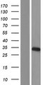 EMC10 Protein - Western validation with an anti-DDK antibody * L: Control HEK293 lysate R: Over-expression lysate