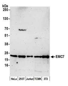 EMC7 Antibody - Detection of human and mouse EMC7 by western blot. Samples: Whole cell lysate (50 µg) from HeLa, HEK293T, Jurkat, mouse TCMK-1, and mouse NIH 3T3 cells prepared using NETN lysis buffer. Antibody: Affinity purified rabbit anti-EMC7 antibody used for WB at 1:1000. Detection: Chemiluminescence with an exposure time of 30 seconds.