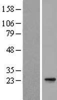 EMC7 Protein - Western validation with an anti-DDK antibody * L: Control HEK293 lysate R: Over-expression lysate