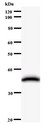 EMC8 / COX4NB Antibody - Western blot of immunized recombinant protein using COX4NB antibody.