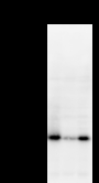 EMC8 / COX4NB Antibody - Detection of COX4NB by Western blot. Samples: Whole cell lysate from human HEK293 (H, 25 ug) , mouse NIH3T3 (M, 25 ug) and rat F2408 (R, 25 ug) cells. Predicted molecular weight: 23 kDa
