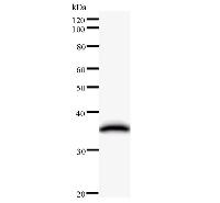 EMC8 / COX4NB Antibody - Western blot analysis of immunized recombinant protein, using anti-COX4NB monoclonal antibody.